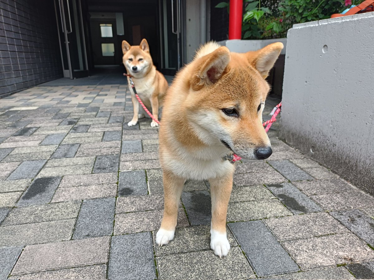 ゆず犬ページ 柴犬ゆず＆あず (@Yuzu_Shiba0509) / Posts / X