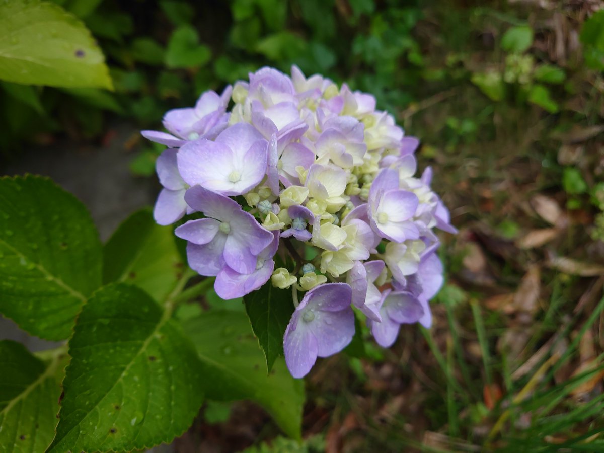 bluedady02's tweet photo. おはようございます☔
昼から予報が朝から雨
紫陽花も咲きだして賑やかに🥰
今日はのんびり日曜日
腰を休めると致します👍
皆さんもご安全にお過ごしください😊 https://t.co/AQ4kBtvLiB