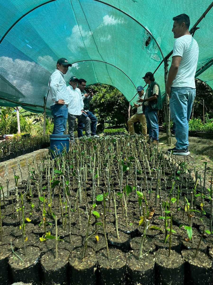 agroruralPER's tweet photo. #SanMartín 🌳 | A través del Programa Presupuestal “Competitividad y Aprovechamiento Sostenible de los Recursos Forestales y de la Fauna Silvestre”, Agro Rural viene ejecutando la producción de plantones forestales y la implementación de viveros. https://t.co/vOyQZFiC1q