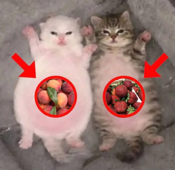 kitkat ೃ༄* tweet media