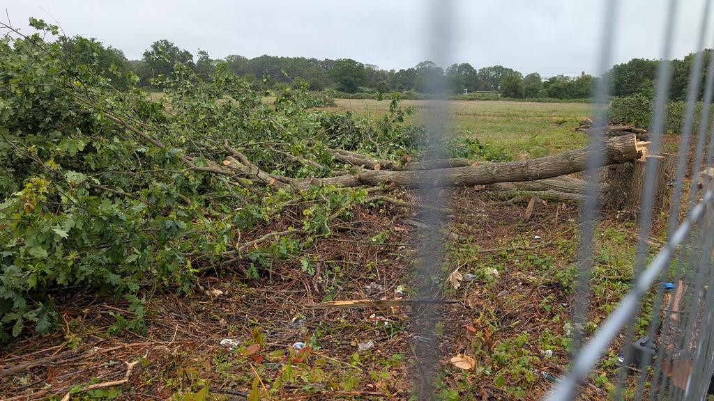 BrentwoodBirder's tweet photo. Utterly disgusted to see Croudace Homes wilfully clearing mature trees and hedgerows in Shenfield during the height of the breeding season. Century old oaks hosting nesting birds and other wildlife have been felled. We need to place more value on our natural environment. https://t.co/u6GjsnIYVX
