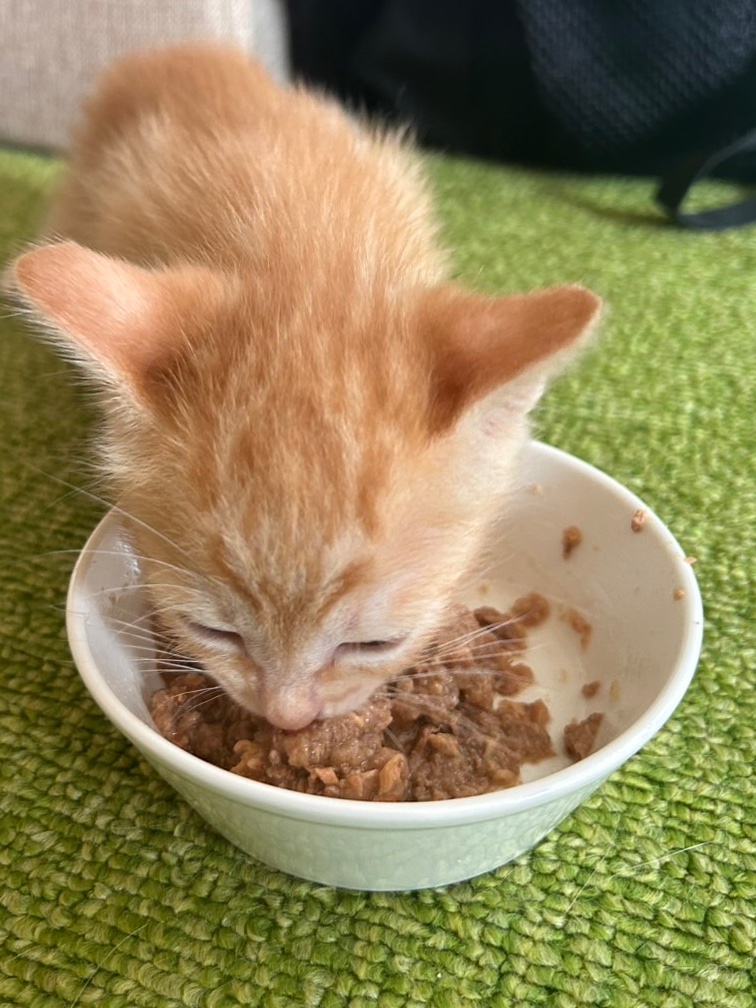 CAM40091468's tweet photo. 食べて寝るのがお休みの特権だね！

#猫 #子猫 #お昼ご飯 #猫のいる暮らし https://t.co/e6QgF2s5cy