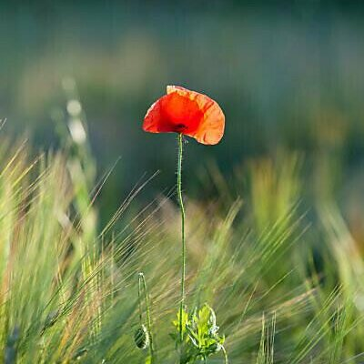 DrHelenFry's tweet photo. In this photograph, a single poppy stands in a field in Calvados, Normandy, bathed in the soft light of the evening sun.

They were, and remain, the Greatest Generation.

We will remember them. https://t.co/e2uY5OGYXq