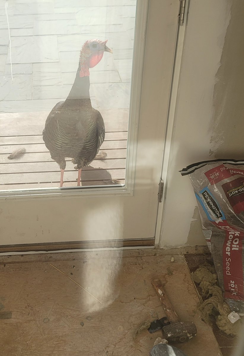 LevPo's tweet photo. Turkey approached the backyard door cause he saw the birdseed bag. https://t.co/RI3MeWcXpe