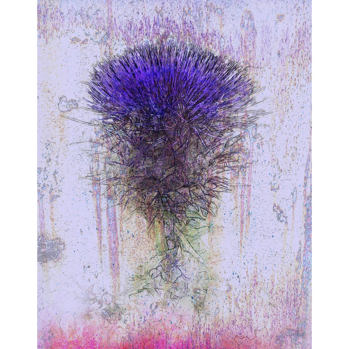 flingscottomomi's tweet photo. デジタル版画、2025年、アーティチョーク・カルドンの花、
デジタル版画とは、PCで制作する電子情報を版と考え、レイヤーを使って組み合せて制作する版画作品、新しい発想の版画です。
#デジタル版画 #版画 #版画作品 #Photoshop #美術の窓 #版画芸術 #アート #美術 #芸術 #花の絵 #花の版画 #鈴木朝潮 https://t.co/e3eVaBLRLa