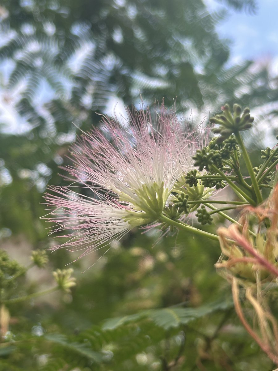 emisaki3's tweet photo. 写真フォルダを見直してました。去年の今頃の花で選んだら、夏に向かうのを感じるようなラインナップになりました。おはようございます。 https://t.co/gkiXcliYX8