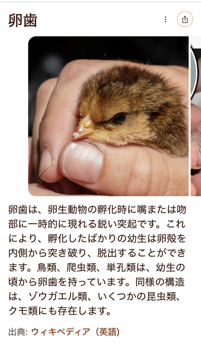 AAAchappy's tweet photo. 雛の様子を見に来た飼育員さんに　雛には卵歯かあるはずなんだけど… って聞いてよく見たら　ありました💞　
教えて頂きありがとうございます🥰
#王子動物園　#タンチョウ
#雛ちゃん　#卵歯 https://t.co/MFMv0ww5To