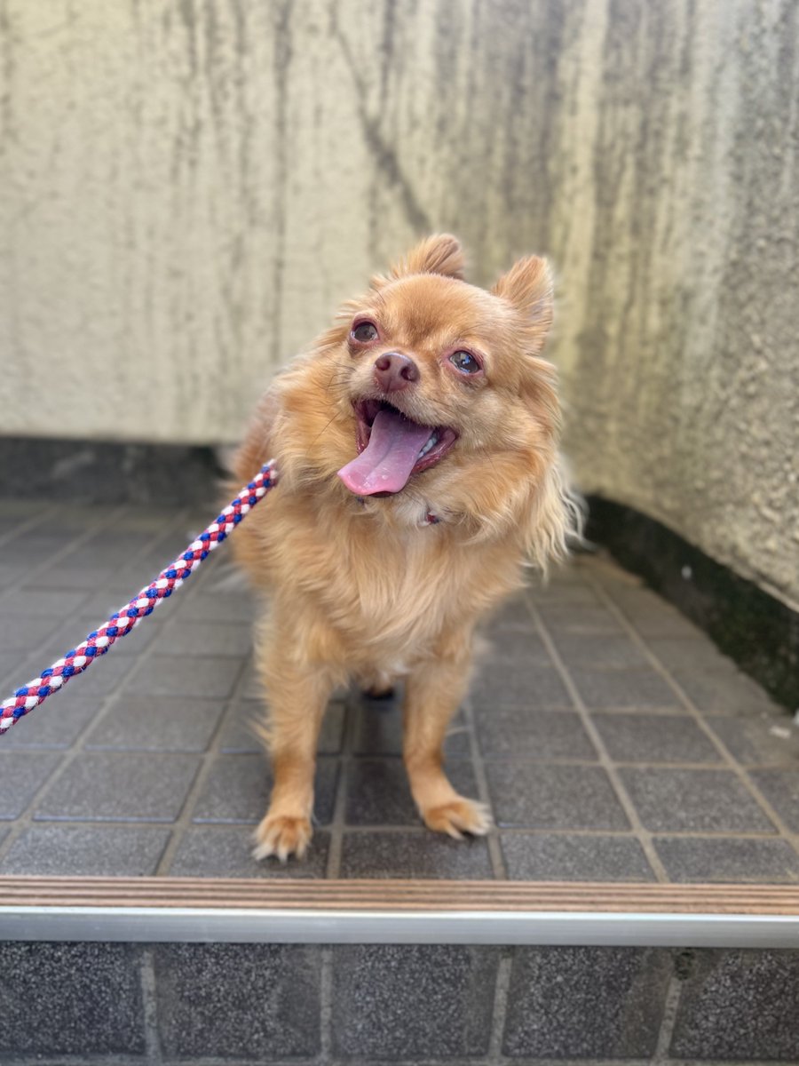 Sbacchan's tweet photo. 今日はたいようキラリンないね〜🌞
でもすずしいね🐕
#おはよう #チワワ #いぬ https://t.co/h2tBruKqNC