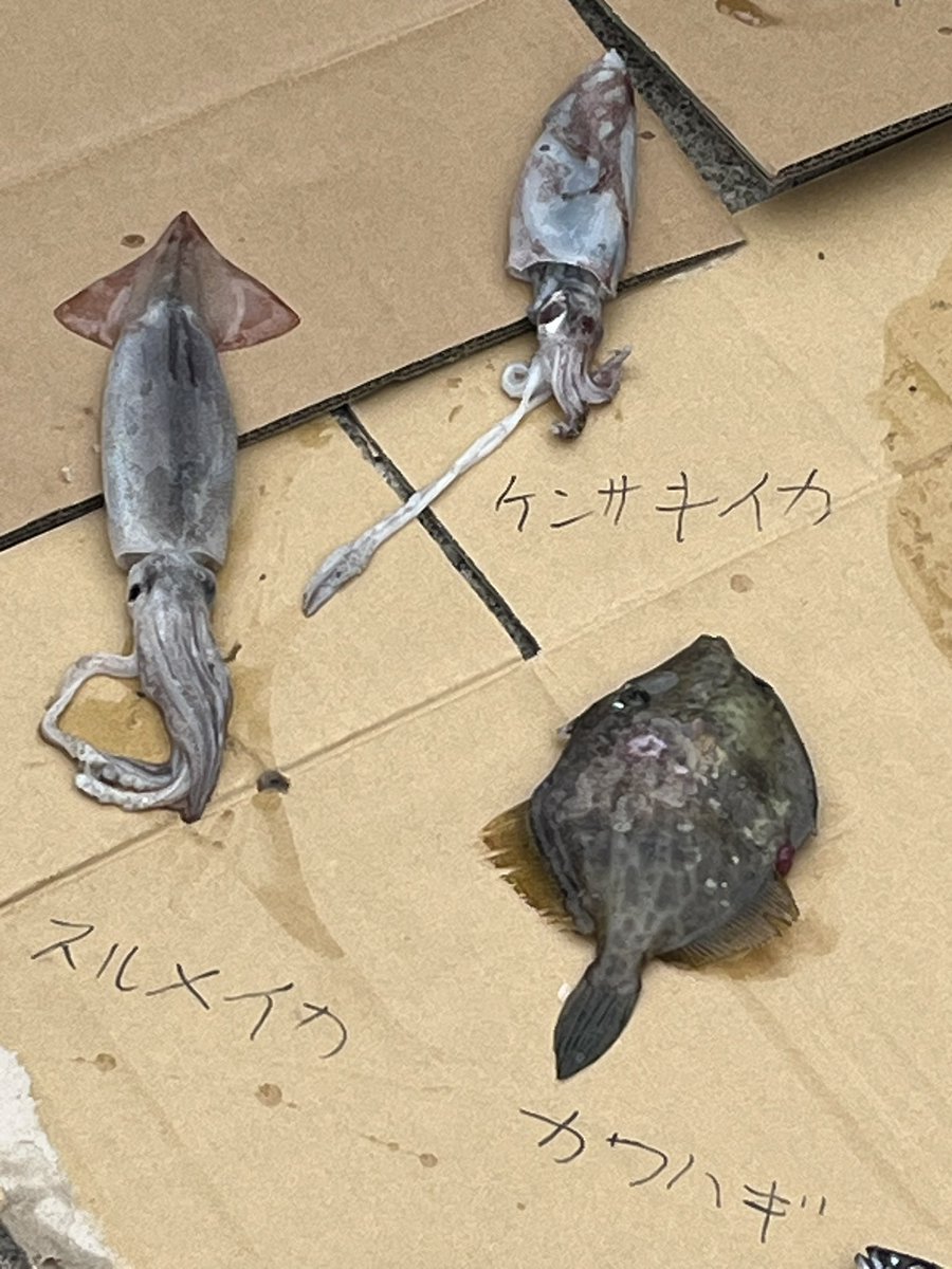 unui's tweet photo. 三崎朝市のダンボール水族館に来ています
①今日は🐟23種➕🦑2種
②ニセタカサゴは沖縄でグルクンと呼ばれる魚で近年三崎でも見られるように
③イカは近年めっきり数が減って獲れなくなっているそう https://t.co/H6lF49aVTQ