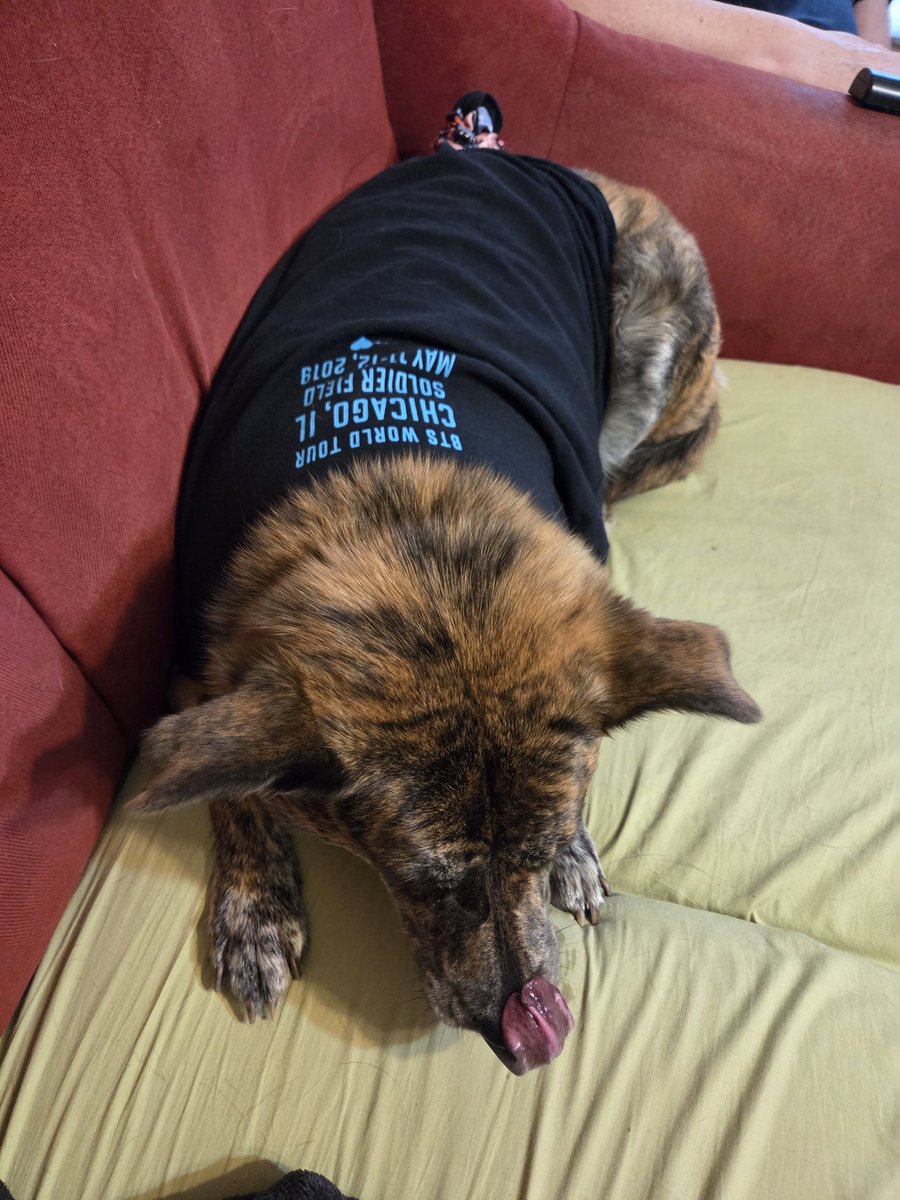 ajun_nicee's tweet photo. Tried to give Boba some supervised shirt free time, but she would not leave her scab alone. BTS 2019 https://t.co/qUEVxZTp7J
