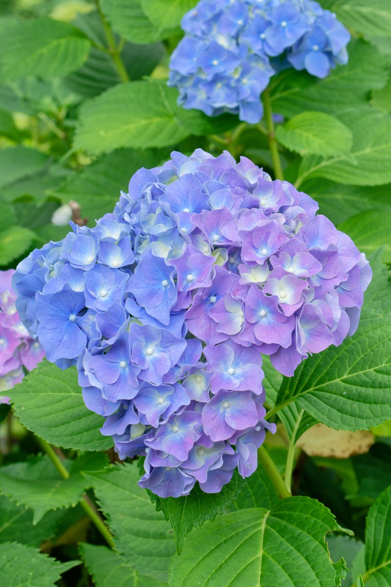 D750mark_n's tweet photo. #TLを花でいっぱいにしよう
#私とニコンで見た世界 https://t.co/6e4sKVGePu