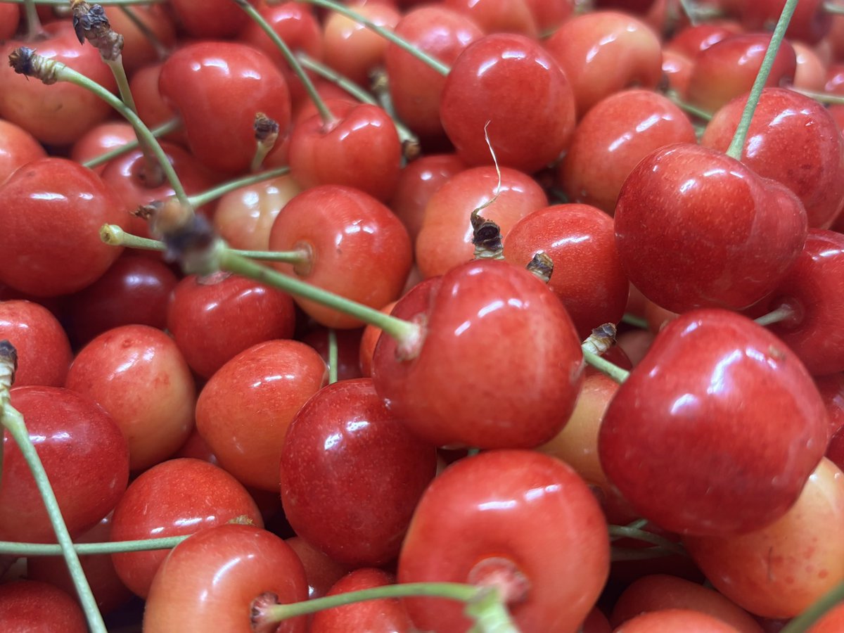ohsyoshop's tweet photo. 温室ハウスの「やまがた紅王」収穫🍒
かなりでかい…
これは美味そう🤤 https://t.co/E8zIh7R4Nz