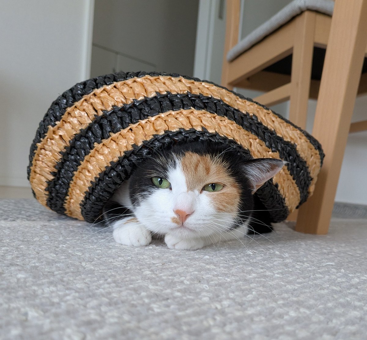 三毛猫