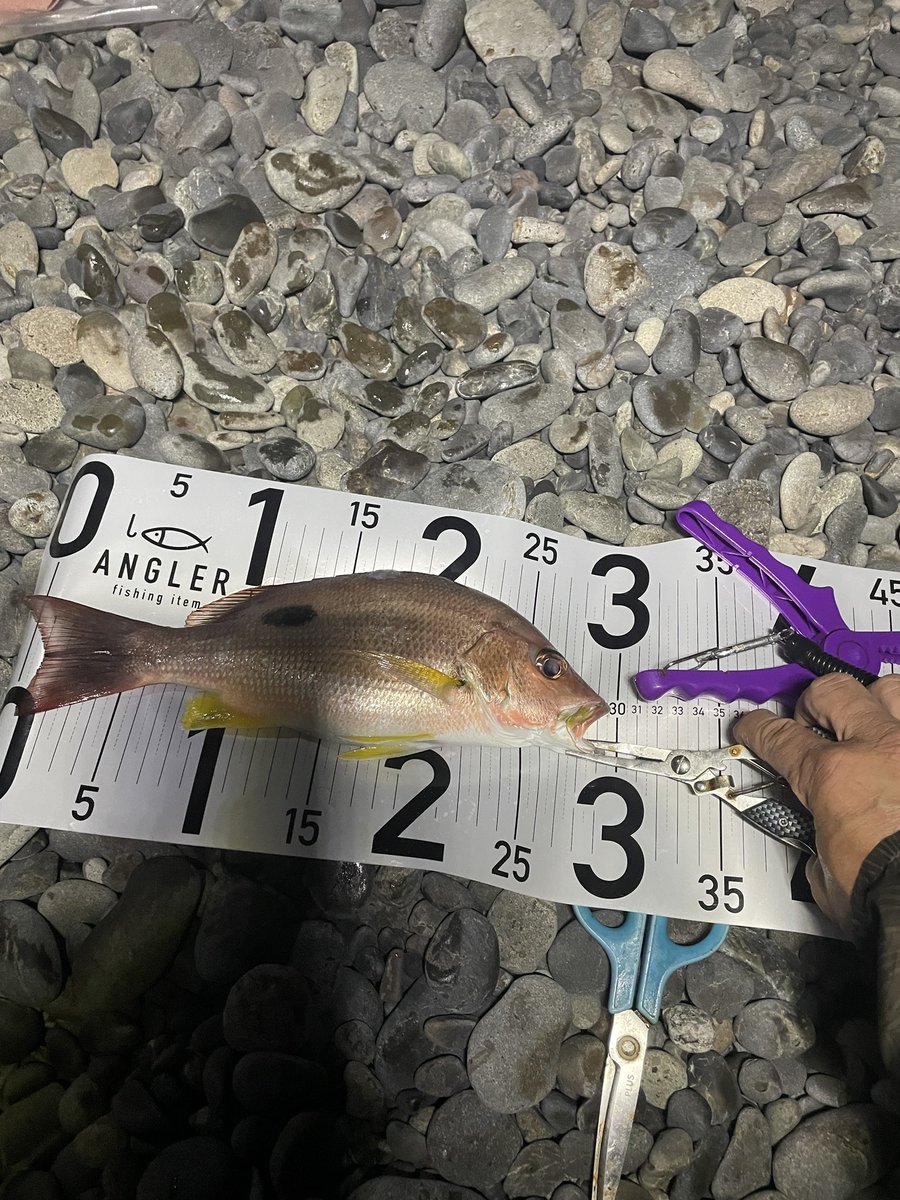 hatabo789's tweet photo. 店で出すアジを釣りに🎣来てるのに、外道で色んな鯛が釣れる和歌山😆 https://t.co/1xAoO9e4To