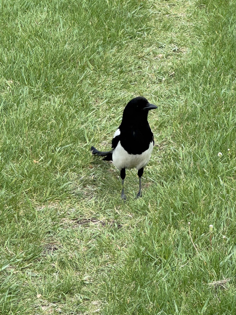 SLB_211's tweet photo. Braveheart 😍 I’m being followed!
In a tree….Hope everyone is enjoying the weekend. 
#Magpies https://t.co/JDCEHFOmZu