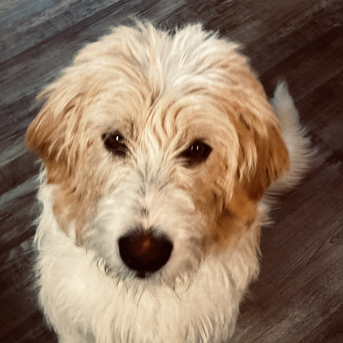 Boho_For_Life's tweet photo. Say hello to our newest family member “Mac” he’s a Labradoodle mix. He is all love
@ZombieSquadHQ https://t.co/PCEVTloMgK