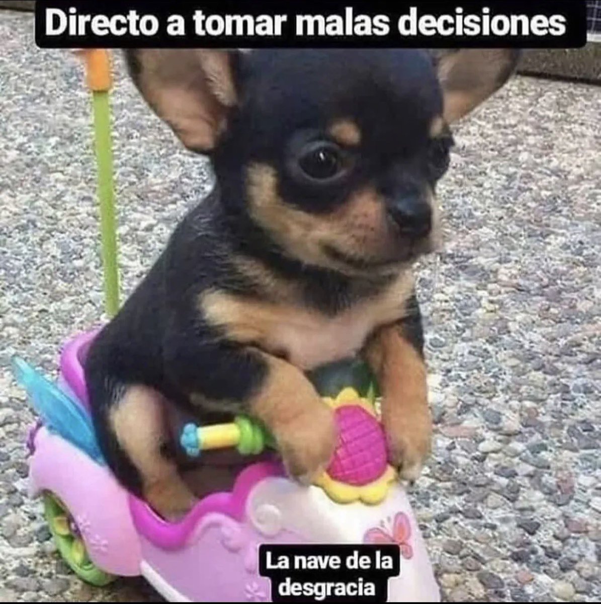 MundoDeBigotes's tweet photo. https://t.co/LX8rM6axZp