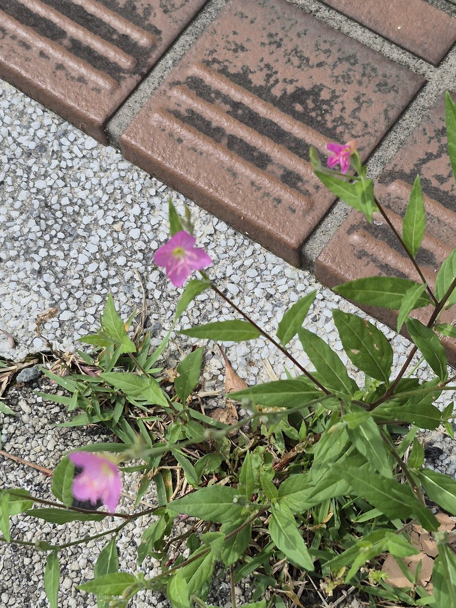 junmiho0831_'s tweet photo. 姫路城観光の他に純さんの姫路の足跡🐾に行きました😊
トリックアート✨️ここに純さんも乗ったとか不思議な感覚😄
お写真は純さんの素敵写真を撮るカメラマン📸ありがとう🤍
ユウゲショウも姫路で見つけた🌸🩷
楽しい時間でした😊✨️
#姫路観光 https://t.co/w5KEC1Idxu