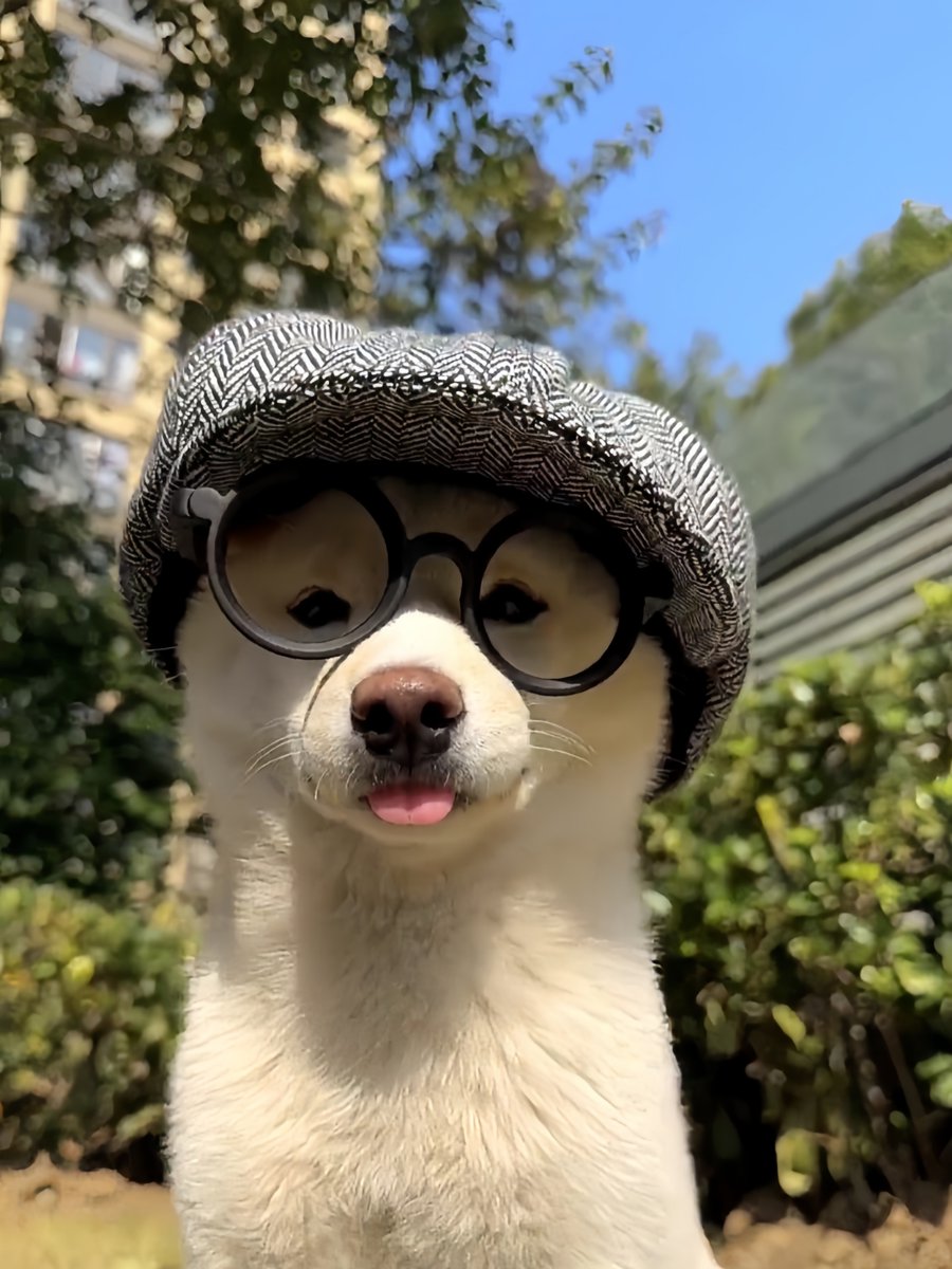 juliusslater's tweet photo. My tiny pup just took his first wobbly step today! Watching him grow from a fur ball to a curious little explorer makes my heart full ， https://t.co/Bnc906sWhT