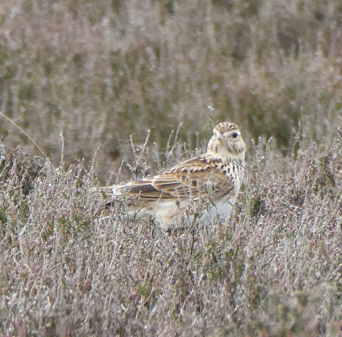 beatricegroves1's tweet photo. 'Hail to thee, blithe Spirit!..
from thy presence showers a rain of melody'
Shelley's 'To a Skylark' hymns the 'clear keen joyance' of a skylark's song. 
It's raining down all around me on these moors and Shelley puts it so well - it's pure delight! 🪶🤍🪶 https://t.co/NAPjAKmz8z