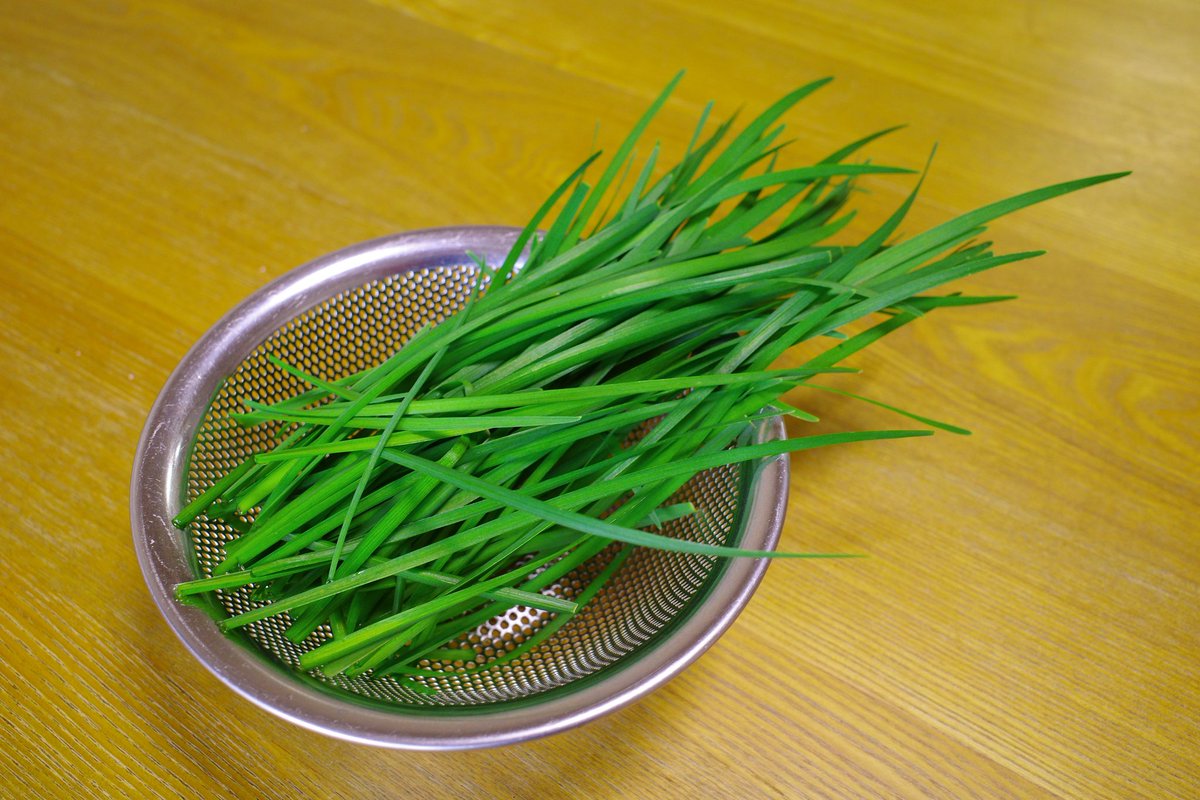 UG_TinyLab's tweet photo. ベランダ菜園🌱
ニラの収穫第五弾😄
今年は、ニラだけ栽培しているせいか、よく育ちます

#gardenshour #GardenersWorld  #GardeningTwitter #家庭菜園　#ニラ　#growyourown #ベランダ菜園　#プランター https://t.co/Z6qtl1w8C3