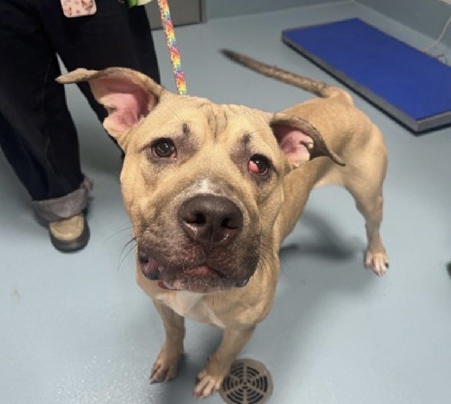MoishesMom's tweet photo. 🚨 🆕 Pibble w/🚑🏥 to Railroad 🚨

Duck is a 2️⃣ year old boy who arrived stray at the Queens Pound in NYC 8️⃣ days ago…he’s 6️⃣2️⃣ pounds 

Duck’s Bio ℹ️ 🔗 ⬇️

https://t.co/YrvXzlNKkn

Duck 🦆 looks like a real sweetheart who needs his eye tended to but otherwise a healthy young boy 💞

Let’s work at getting Duck 🦆 out 🙏🏻