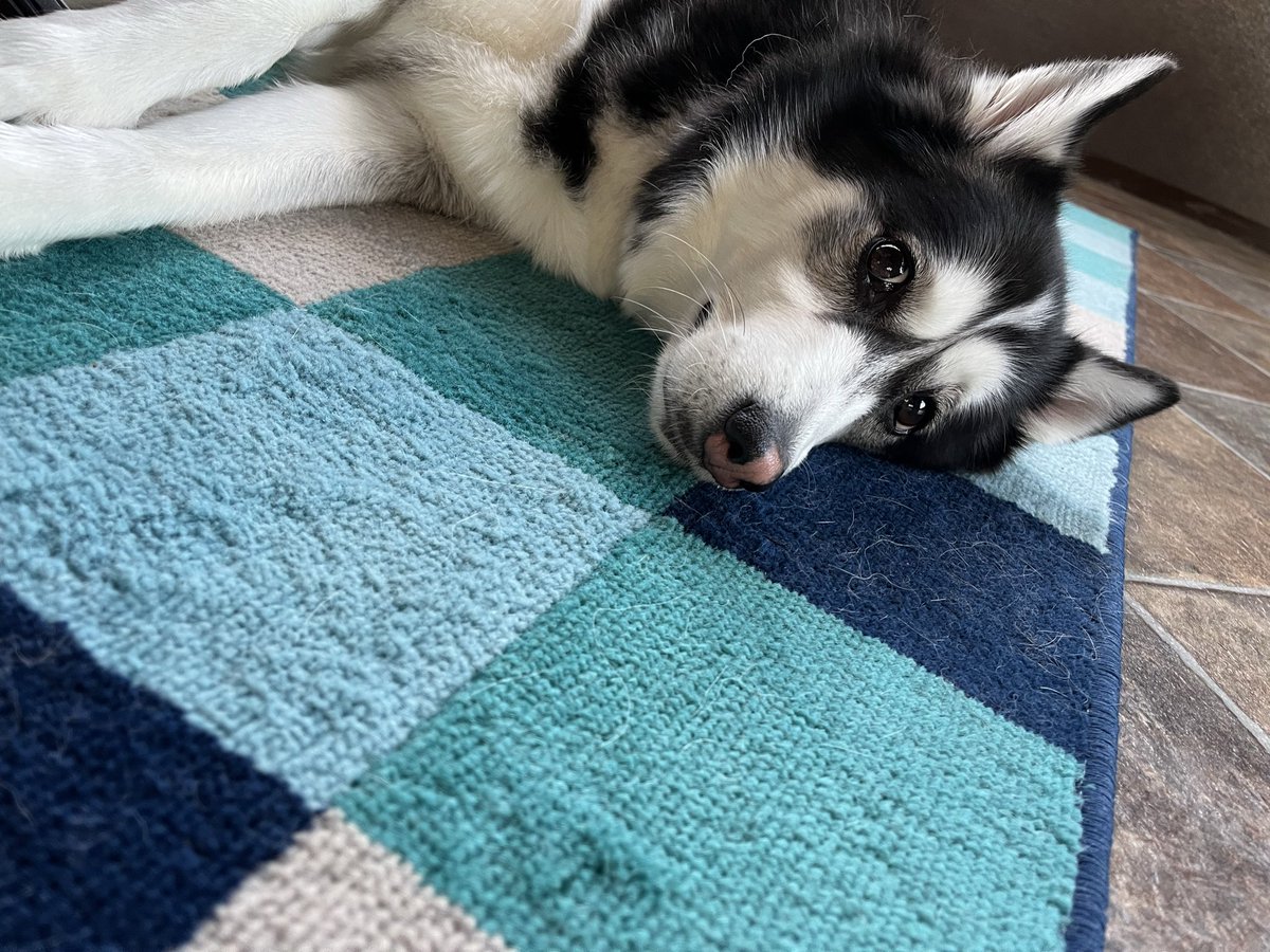 ZHawkeye79's tweet photo. @storyofthegoats The dog days of summer are officially here 👌 https://t.co/pwepLedOjS