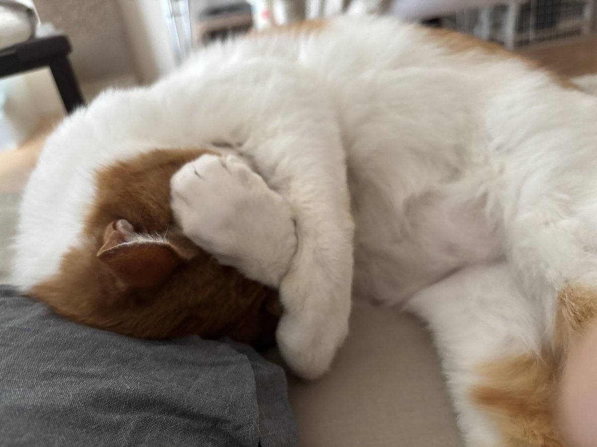 猫を飼えたアカウント (@nekoyashinau) / Posts / X