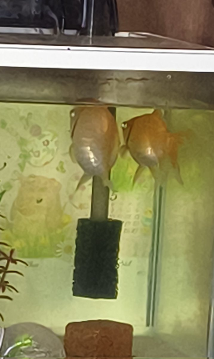 ST202_SS_3's tweet photo. #金魚
餌の時間じゃないと尻をずっと向けてる変な金魚🤣 https://t.co/oQkzHuF36p