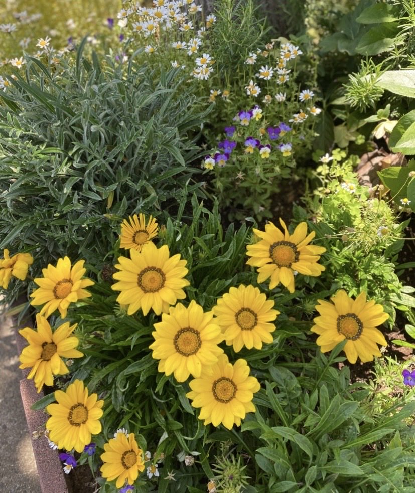 norihime3's tweet photo. Hello!
@BOGUMMY 🌼
充分に君に癒されてるのに

更に気持ちが穏やかに、爽やかに、香りも🎶も聴こえてくる様な
素敵に没入できる幸せ時間をありがとう🥰
💛🌼🍀🧡🌻☘️💛

Your smile brings us happiness. 
Always be happy😊
#ParkBoGum 
#박보검 #L'OCCITANE https://t.co/z4mvm5ECYQ