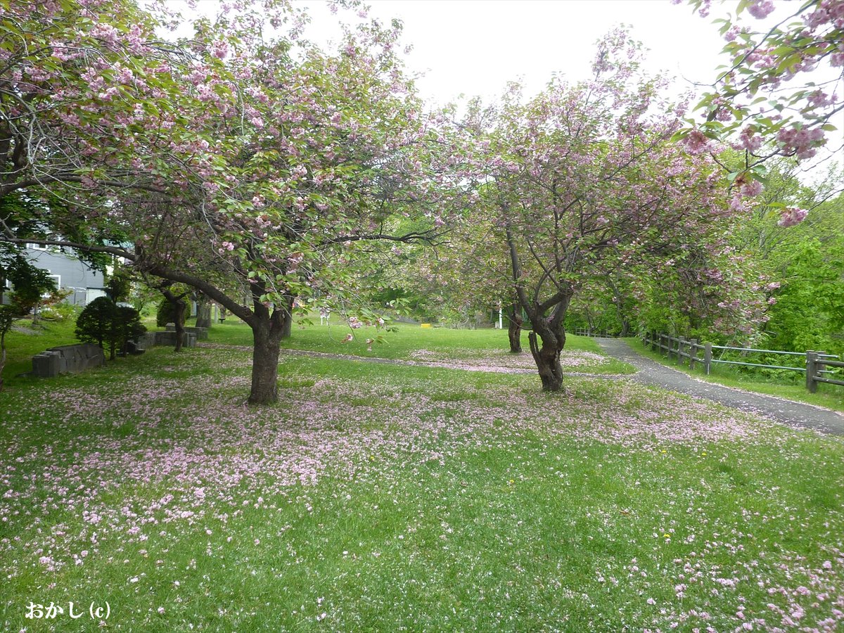 nagamaru's tweet photo. Walking over fallen double cherry blossoms!

散った八重桜の上を歩く　!

八重桜も　花が重くて　一週間で　散ってしまいますね　♪

散ったピンクの花の上を歩くのは　心地よいね　♪

美しいものを踏みつけるのは　快感ですよ　(笑い) 

  https://t.co/XORTqh0Ta9 https://t.co/HewzuqBGWy