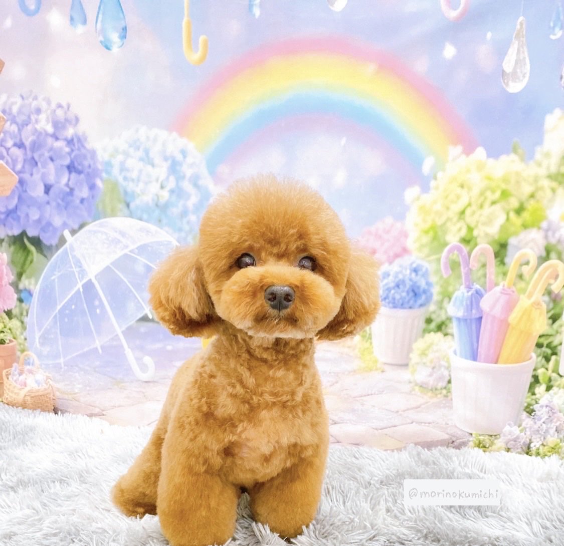 morinokumichi's tweet photo. おはようございます☔️
雨の日は怖くてお散歩に行けないこたくん

最終話ラストスパートがんばるぞ https://t.co/YZcEigH2St