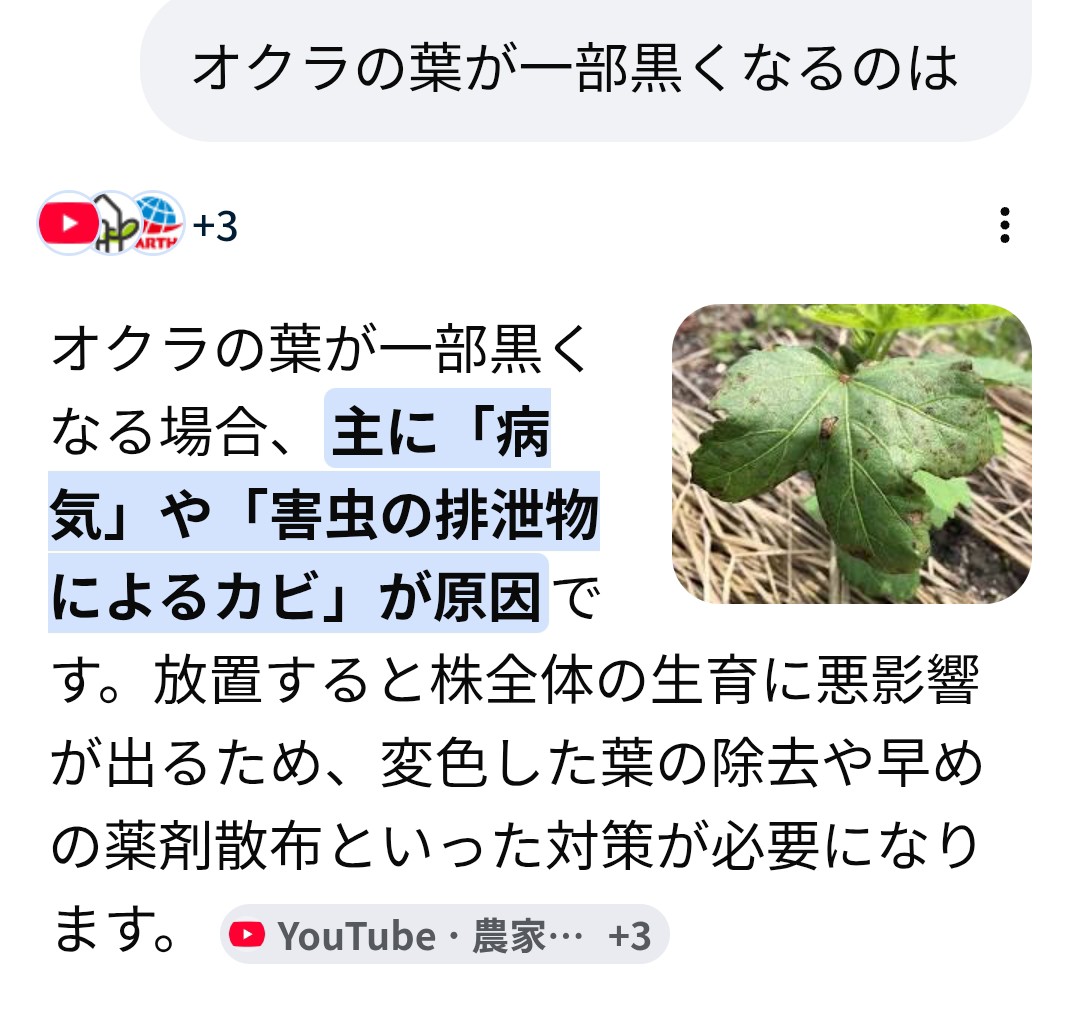 mitukinisi's tweet photo. 解釈次第！

オクラの葉に一部黒くなっているのが

Google先生に聞いたところ
病気など考えられるとのことであるが
生理障害の場合もあり得る
とのこと

生理障害であることを期待し
オクラ以上に育っている雑草を抜き取り環境の改善を

毎朝
育てている野菜の世話より
雑草との戦いに時間が…🥴🐯 https://t.co/HiDXUFKMsX