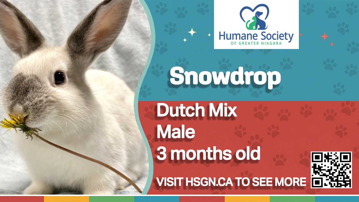 yourtvniagara's tweet photo. Help a furry friend find a forever home.
Visit the Humane Society of Greater Niagara today.
https://t.co/oz91AF78Rf https://t.co/50wIAMFrwc