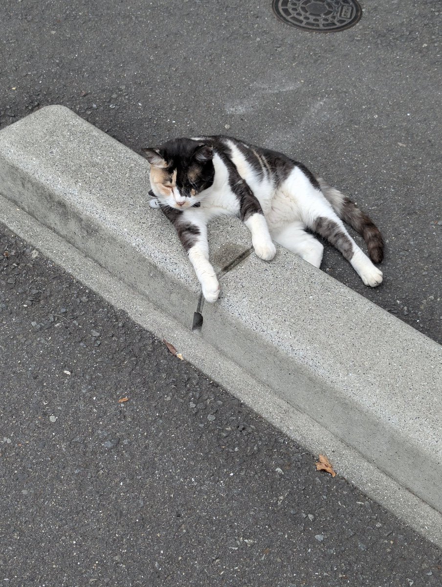 tathujinn's tweet photo. 行きはウメさんで帰りはトラさんでした https://t.co/PXXhY2tvie