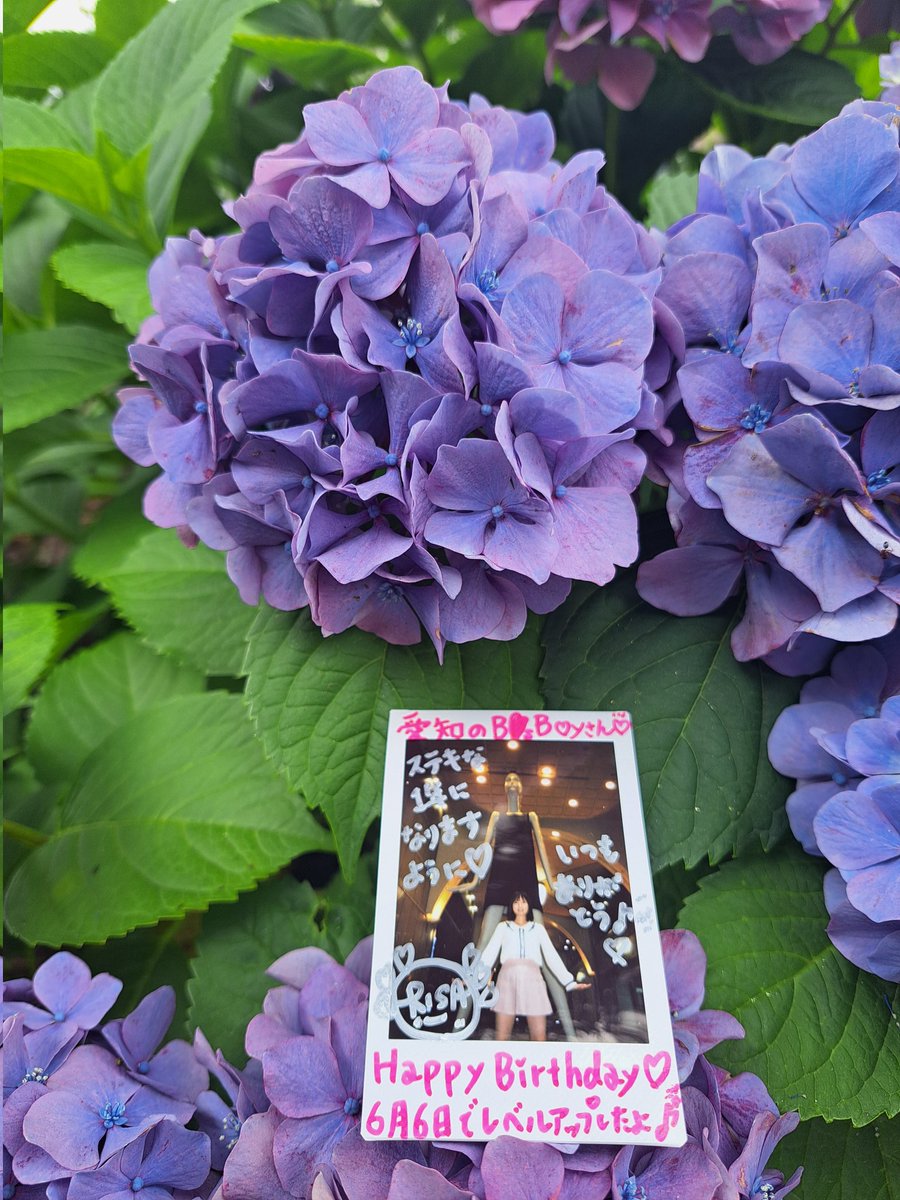 bsboy10's tweet photo. きのうの誕生日は皆様から温かみあるメッセージをたくさーんいただきました。ありがとうございました。

紫陽花みつけたので、ウーパーリサさんのチェキそえて🎂🎉🩷💜 https://t.co/cfGgXCBNoV