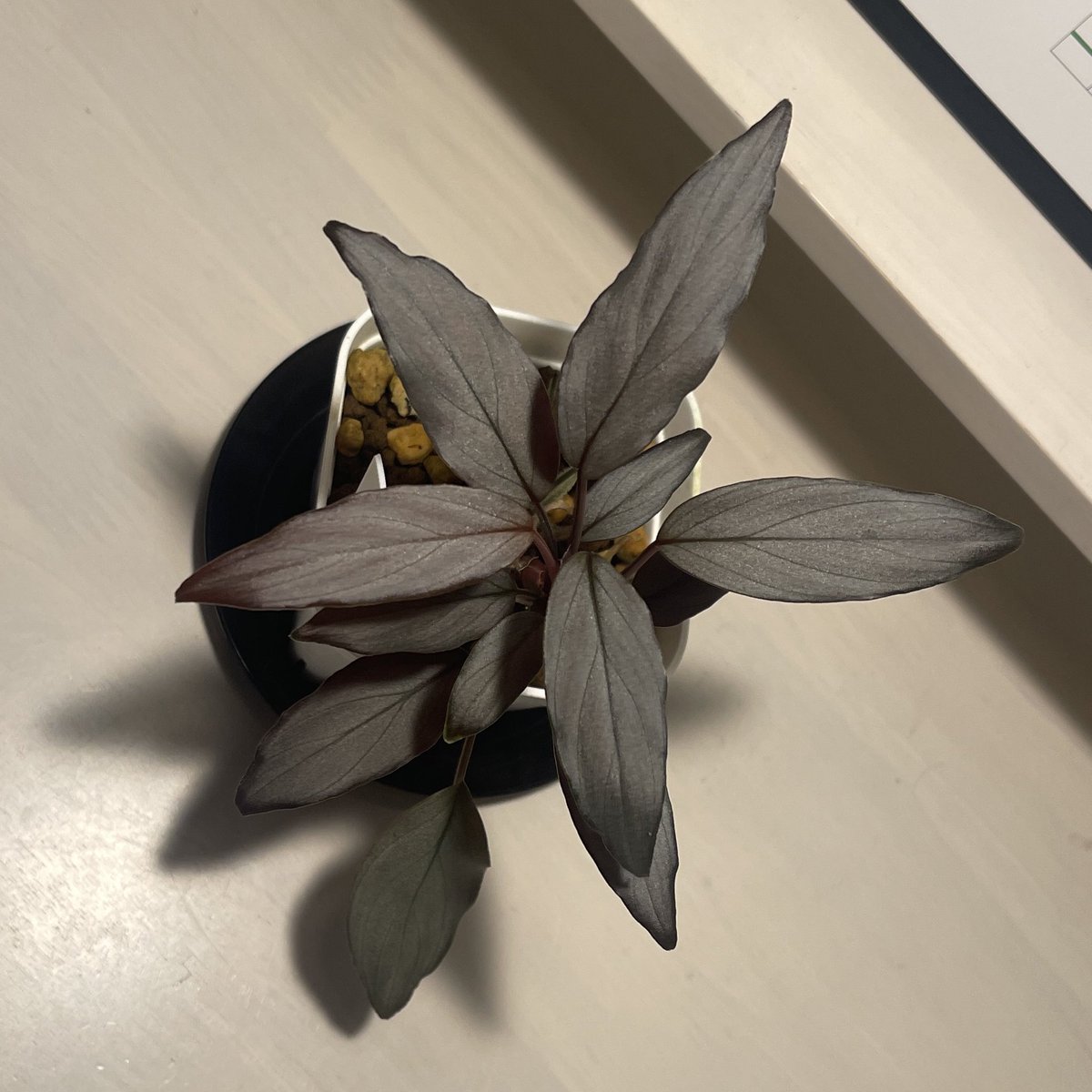8686plants's tweet photo. たまには古いホマを🌱
Homa lomena sp.Sapphire Velvet Narrow [KN]
細葉で美しい😊
#ホマロメナ https://t.co/779vAOuY3g