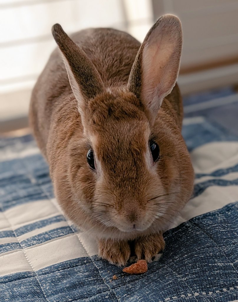 rabbit_sora_'s tweet photo. おやつ中のそら🐰
#うさぎ https://t.co/UUIO80NEhC