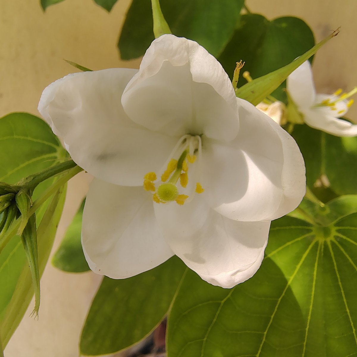 raushanyaduvans's tweet photo. Blessing from blooms 🌷🤍🫶 https://t.co/bu9NkZ1cEB