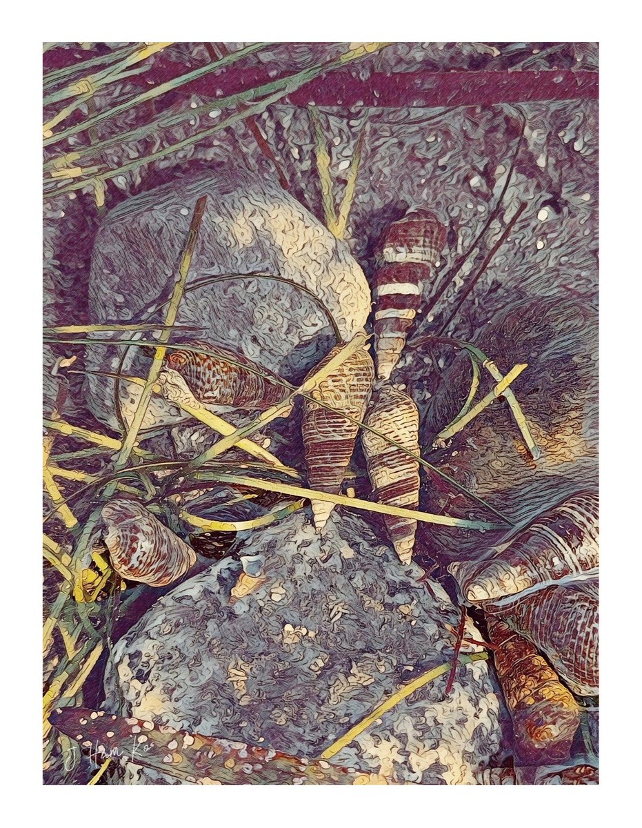 JHamKo7's tweet photo. Tidepool https://t.co/fVKVrTGbxj