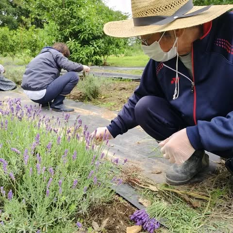 GiaWatalis's tweet photo. ハーブの種蒔きに備え、肌寒い風が吹く蜂場での除草や石拾い。
休憩時間は地元のりんごジャムをのせたクラッカーとコーヒーで冷えた体を温めた後、ラベンダーをポプリやドライフラワーにするために剪定も行いました。

#共生のパレット #コミュニティ #居場所 #地域貢献 #赤い羽根 #宮城県共同募金会 https://t.co/EDzjYxxYXF