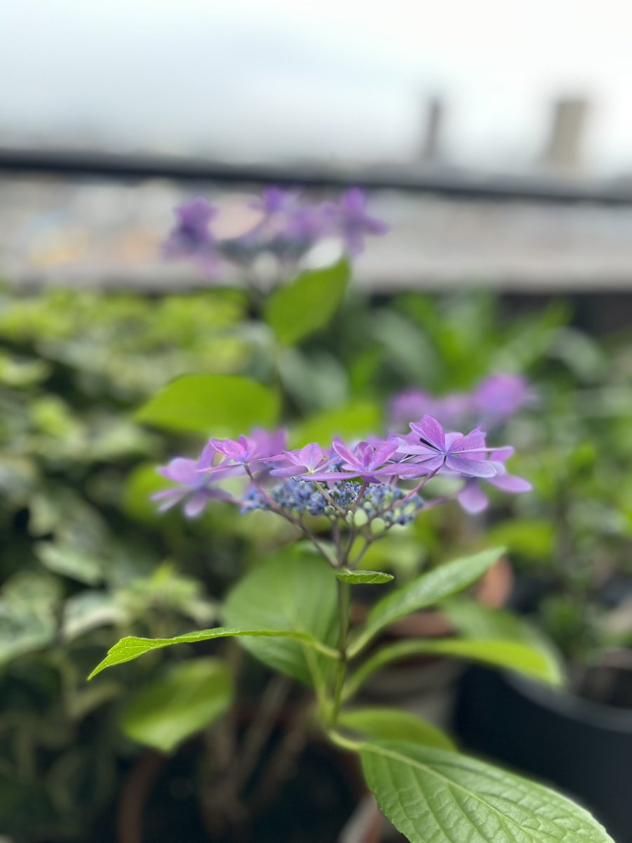 oide_info's tweet photo. きょうは

雨模様。

🌱

わが家にも

紫陽花。

#ダンスパーティー
#ガクアジサイ https://t.co/qBILNyCPJW
