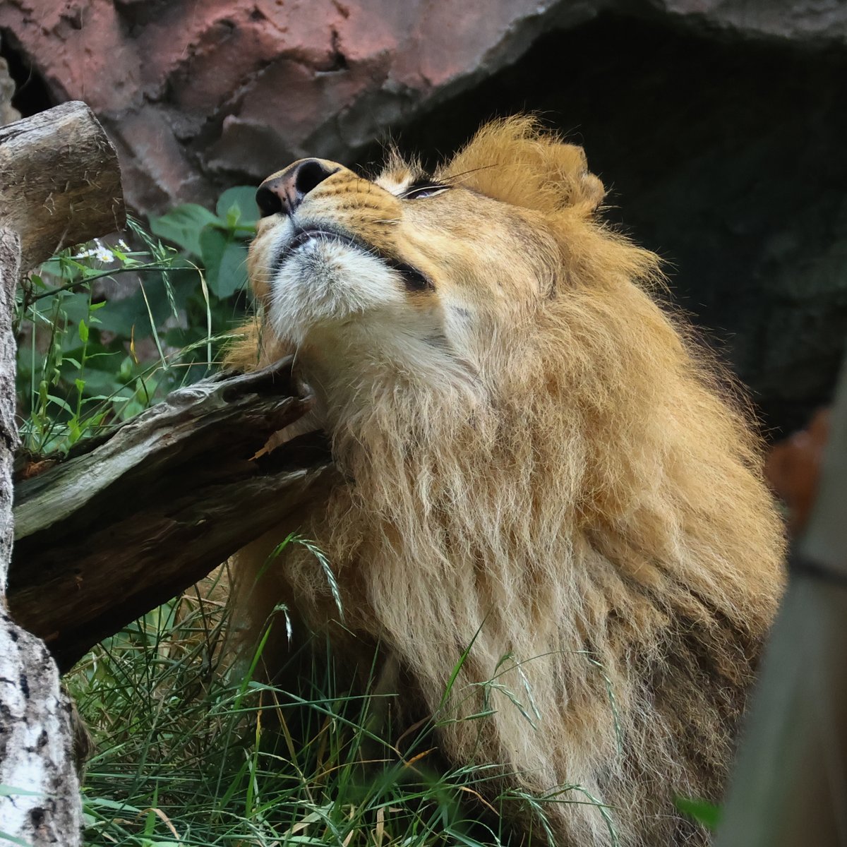 yoko6121's tweet photo. レグルス　2026.6.4

かゆい･･･

#東山動植物園
#ライオン　
#レグルス https://t.co/4ECyK1eV0e