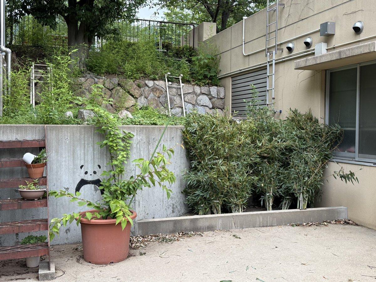 tonipanda2's tweet photo. 🐼やっほー！壁タンタンなの♪
見て！見て！笹富豪なの🐼🎋
お隣りにヨシハルさん🐢が戻って来たし〜
お向かいさんは家族が増えたの〜♪
うふふ♪パンダ館のまわりもにぎやかになってるの〜♪

#王子動物園 #壁タンタン #ケヅメリクガメ #ヨシハル #タンチョウ #鶴太郎 #天音 https://t.co/fl6hyf1lyJ