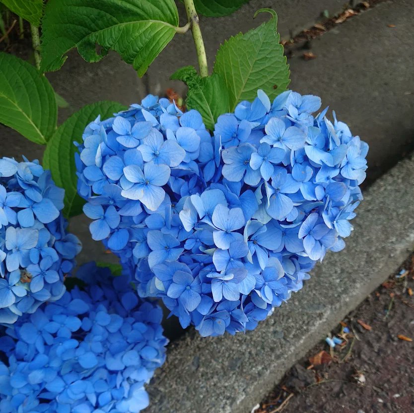 SEXY_GEORGE_'s tweet photo. @hiroshisj ハート型の青色系の紫陽花♥ https://t.co/N4IWRDlrbj