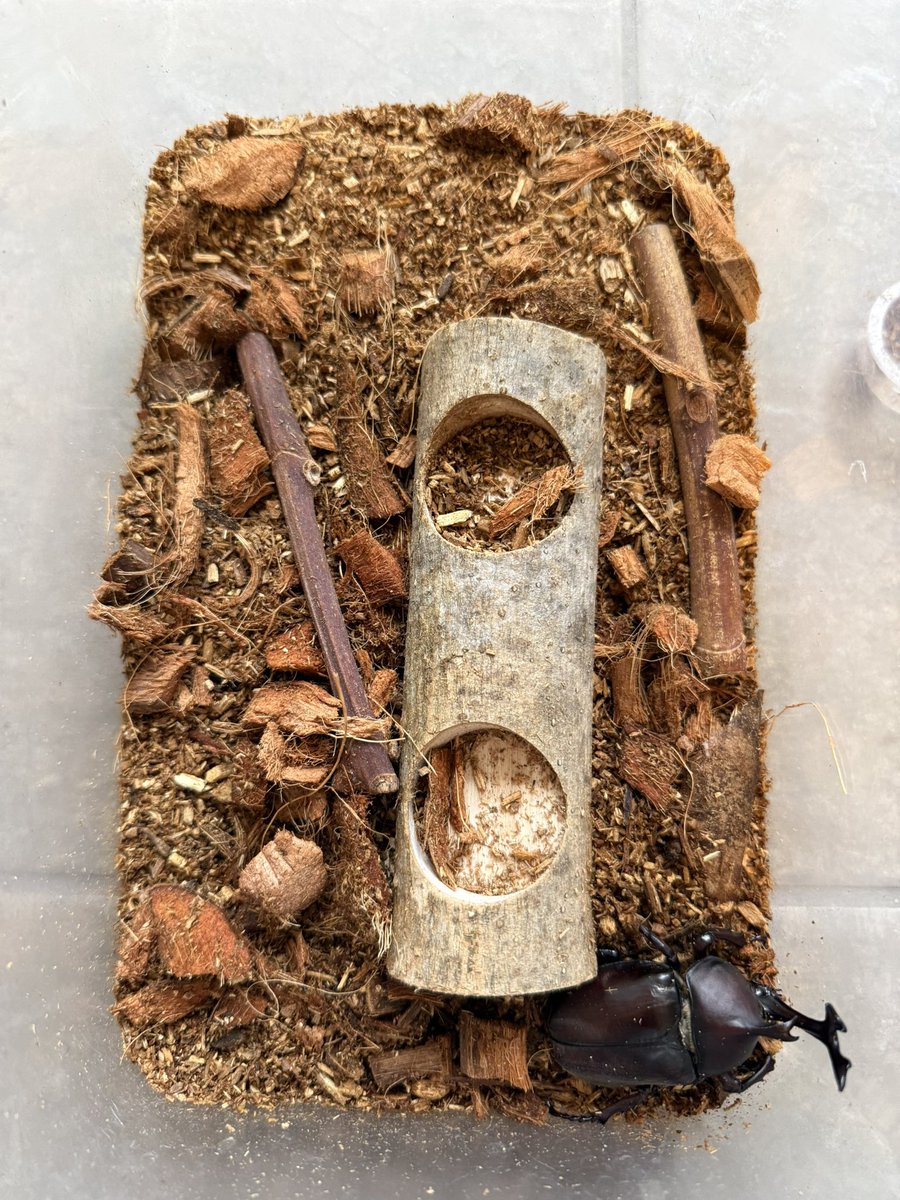natsunoco7's tweet photo. 今日のカブトムシ
オス10匹、メス6匹☺️ https://t.co/5Tk5vwMxWA