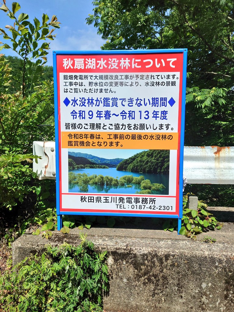 samanibe's tweet photo. 秋扇湖の水没林を見に来ました。
カヌーやSAPをしている人もいますね。
すっかり水没しているのは、その後顔を出す木なのか。水草ではなさそうだけど。 https://t.co/bEOZUr2dYK