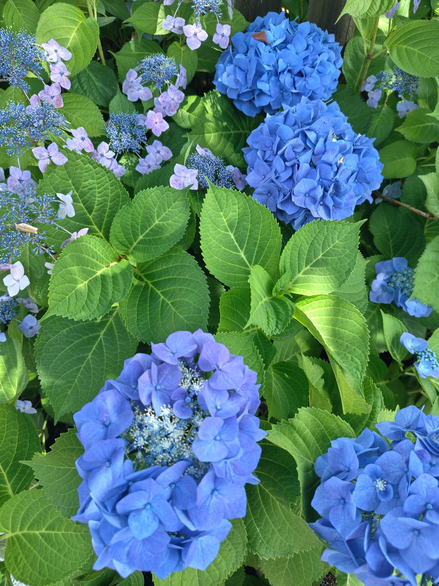 blrbitrick's tweet photo. あじさいー！！ https://t.co/bSMgWjcSUH