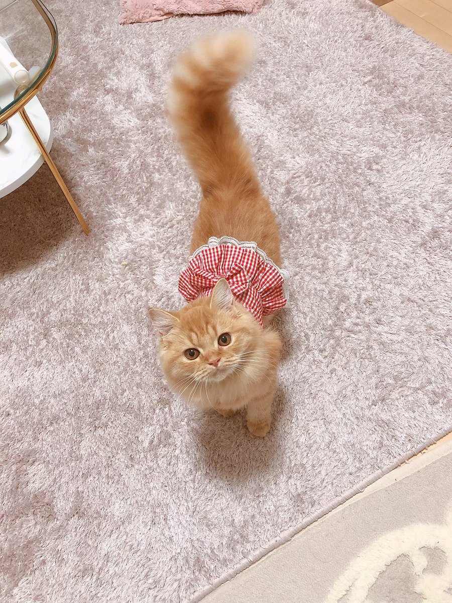 narehatechang02's tweet photo. 1ヶ月以上静かにしてても状況変わらないので猫の画像を貼ってゆきます… https://t.co/DgeZvnuL6m