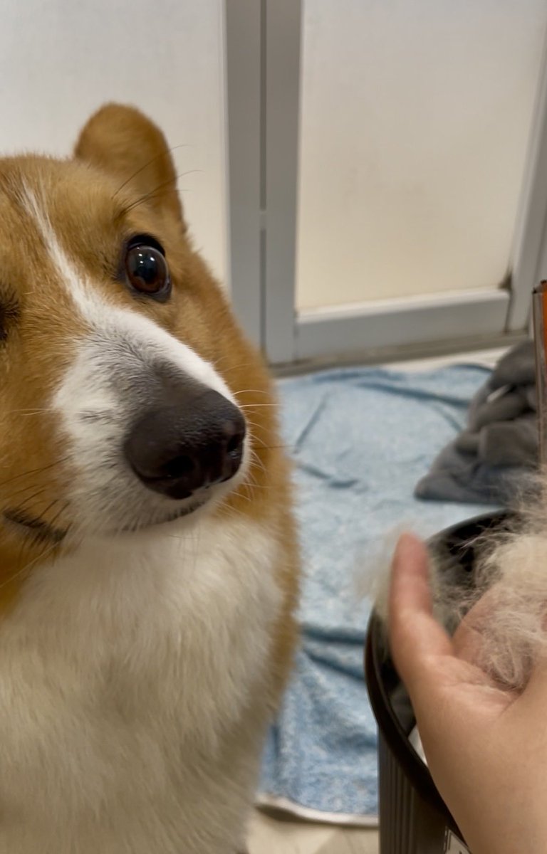 corgi_616161's tweet photo. 🐶「それ…俺のじゃ…ない…よね？」
👩🏼「あなたのです」
🐶「じゃあ…俺…ハゲるの？…」
👩🏼「自分の毛の量ご存知でない？」 https://t.co/a7EGPrX5Yf